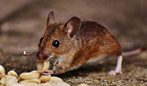 24 Hour & Emergency Exterminators in Montpelier, ND